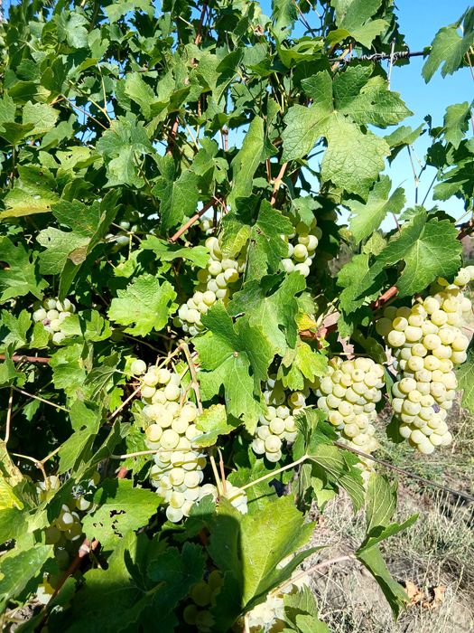 Struguri FeteascaRegală