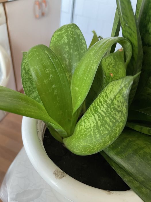 Продам цветок. Сансиверия.