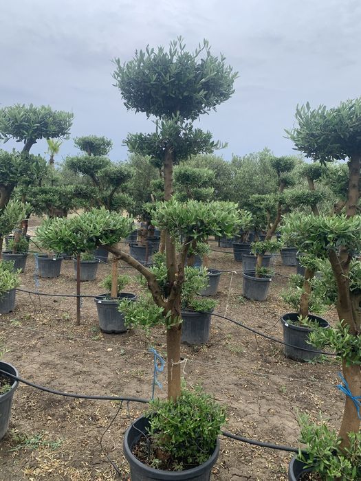 Maslin Bonsai in ghiveci