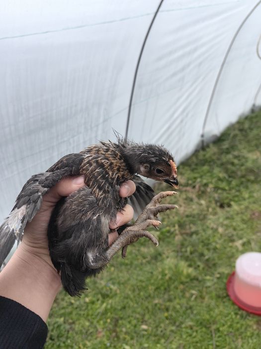 Съпер Харко на 1 месец