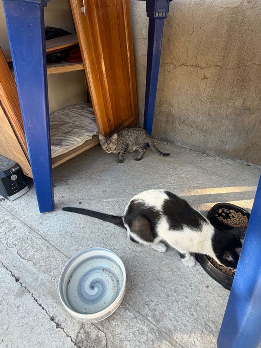 Котенок 3 месяца бесплатно