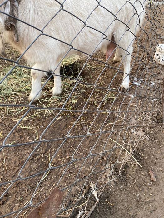 Коза заненский порода