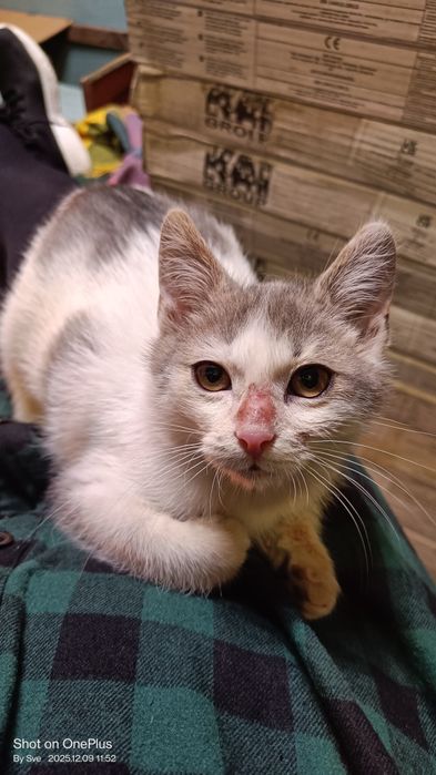 Неко - шепа любов