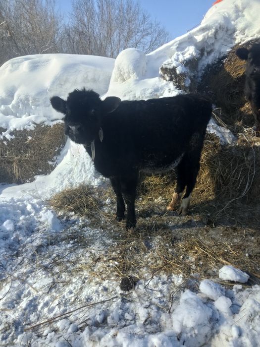 Продаются телята на доращивания