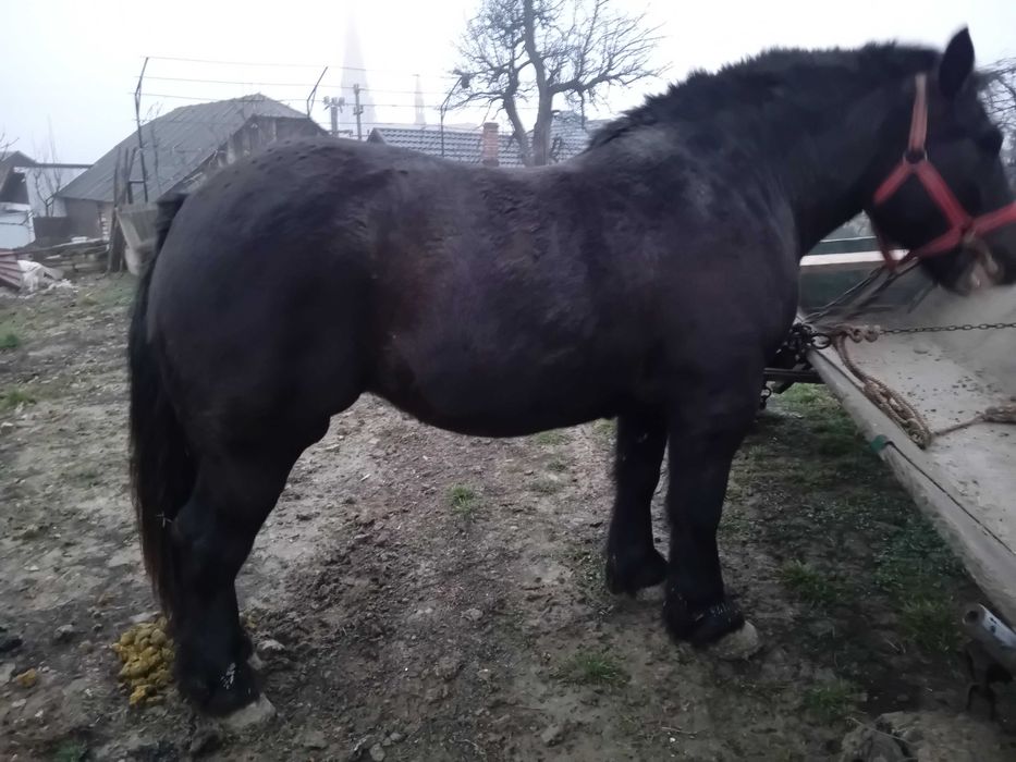 Mânză de vânzare!