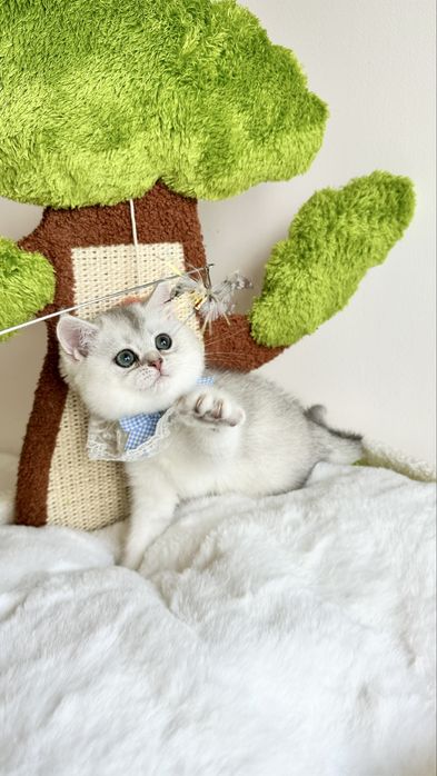 Fetita British Shorthair Chinchilla Silver - Certificat pedigree