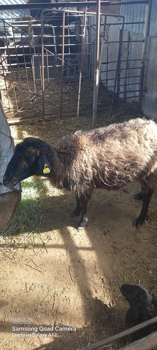 Қой сатылыды қозылы