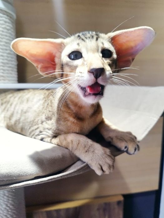 Ориентальные котята экстримального типа