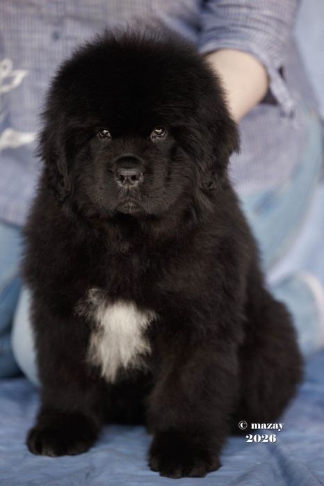 Продаю щенка Ньюфаундленда