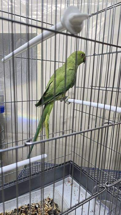 Ожереловый попугай