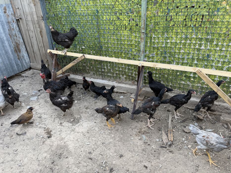 Продам петухов, кур и цыплят