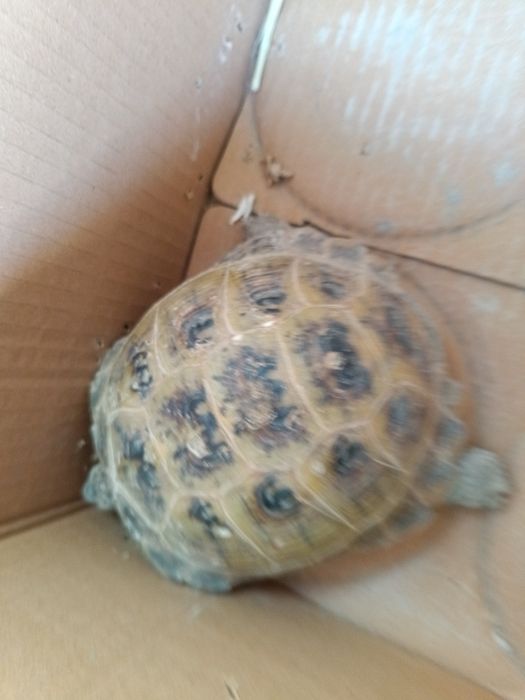 Среднеазиатские черепахи