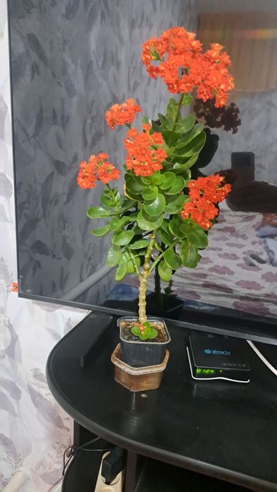 Цветы комнатные разные