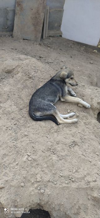 Отдам щенят в хорошие руки с отслеживанием их судьбы