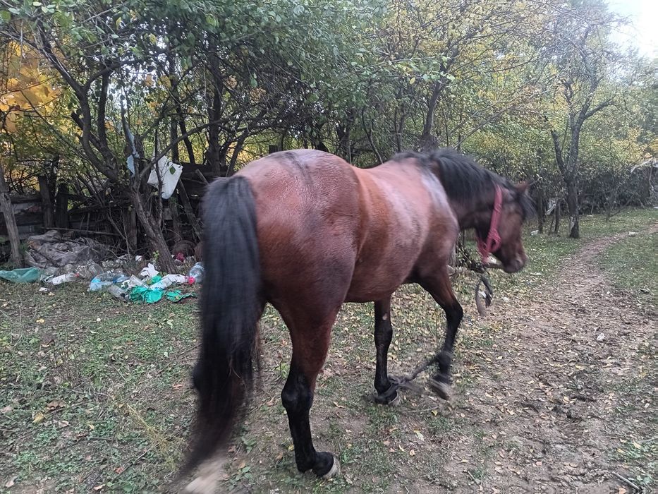 Vand iapa……………..