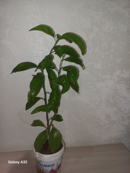 Лимон не привитый 2 года