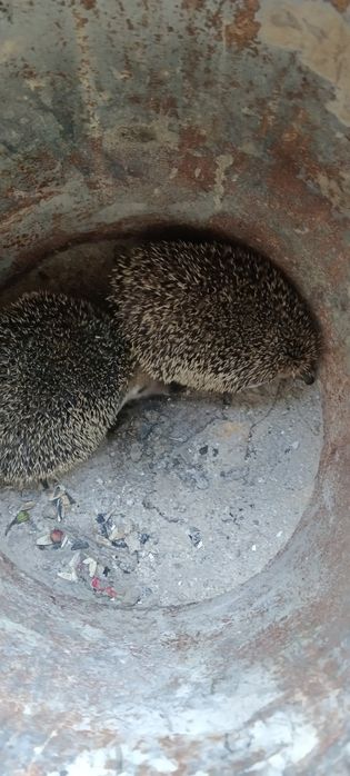 Продаются 2 ёжика