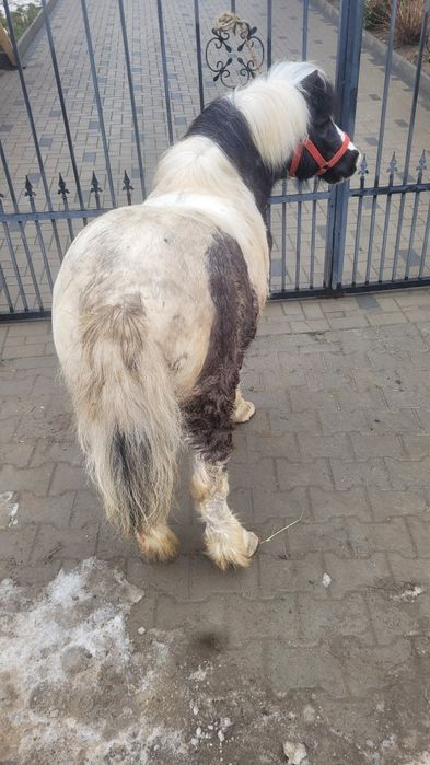 Vând un ponei nu este armăsar mai mute detaliile de la telfon