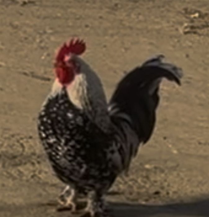 Vând găini diferite rase