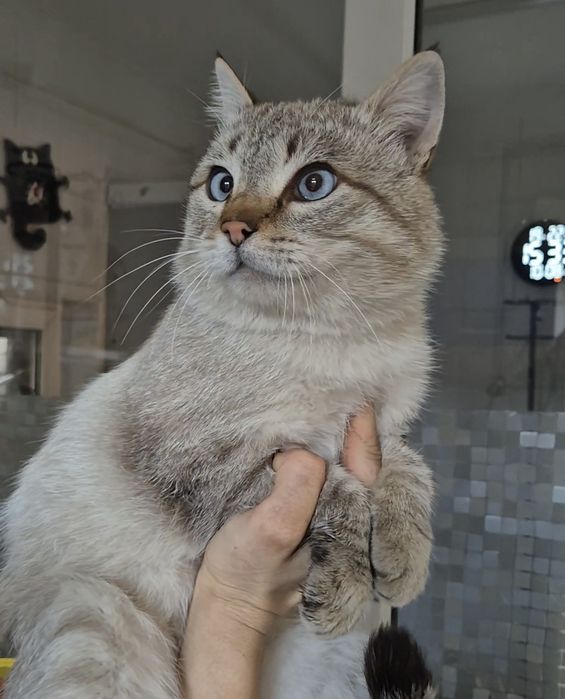 Котика бросила хозяйка!