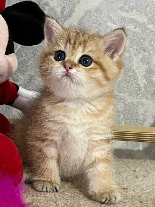 британская золотая шиншила табби Ny11 чистокровный котенок