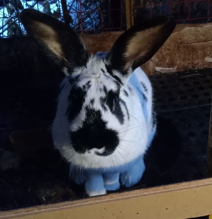 Большие Кролики.