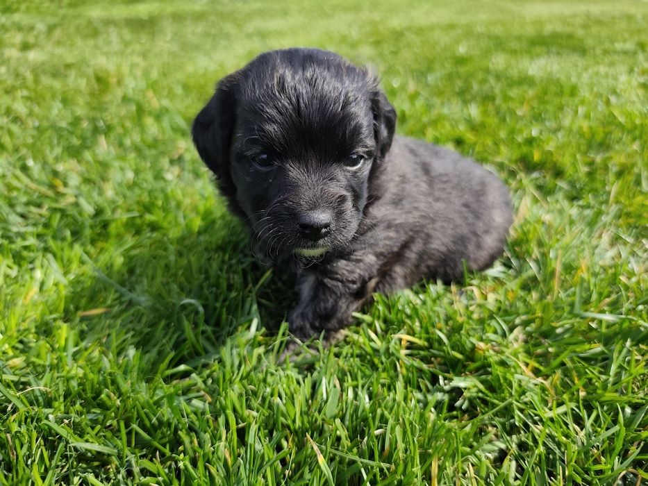 Подарявам кученца