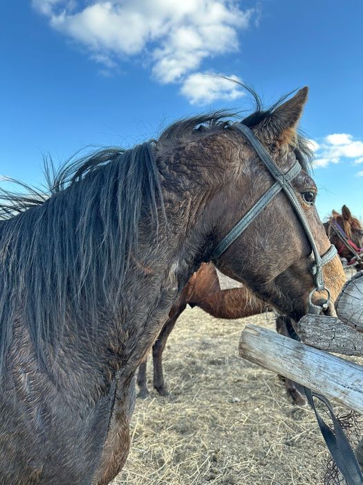 Продам жеребца 4 года