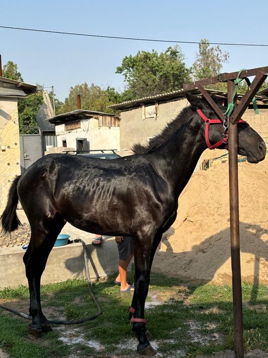 Еркек тай сатылады