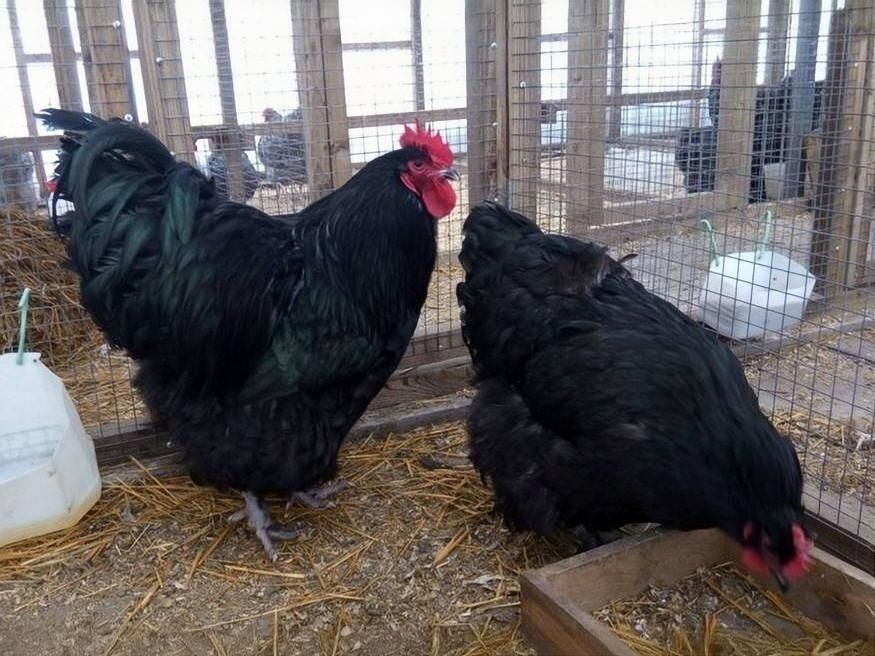 Инкубационные яйца