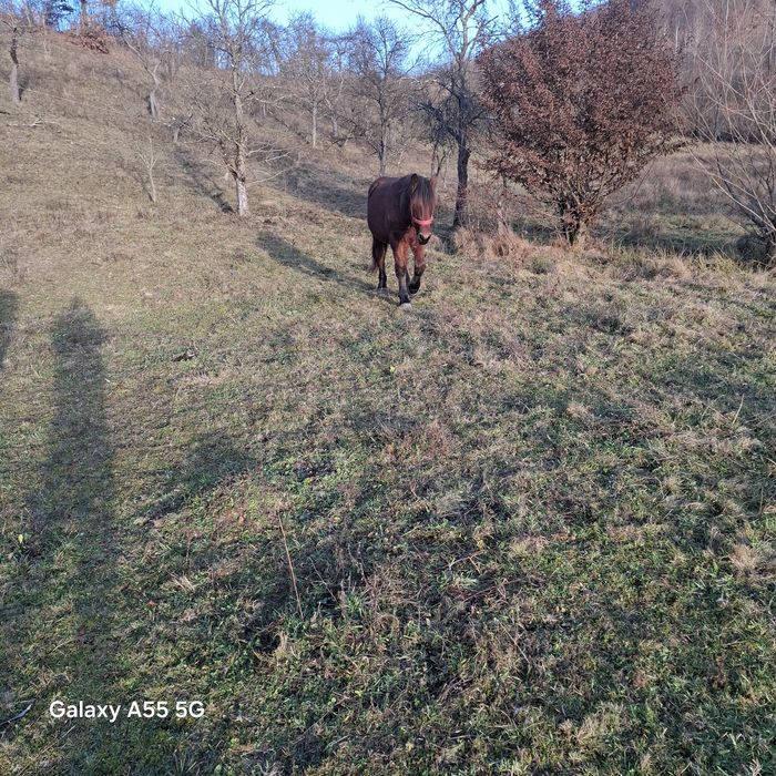 vând cai mânz de 1,5 ani 8500 lei și manza de 2,5 ani  3800 euro