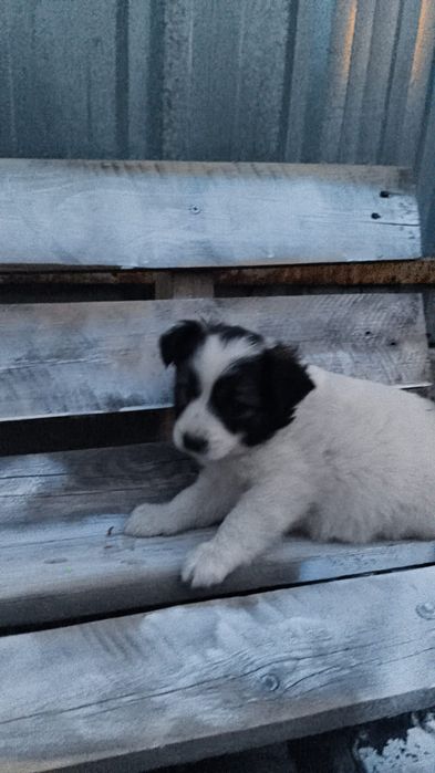 Отдам даром срочно