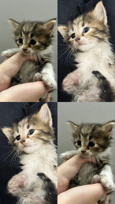 Подарявам котенца на 2 месеца