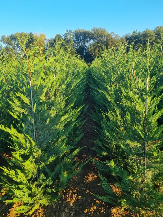 Chiparos Leyland altoit, ideal pentru gard viu dens și cu creștere rap