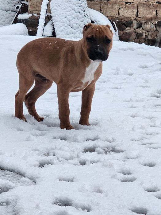 Пидбул сотилади зотли