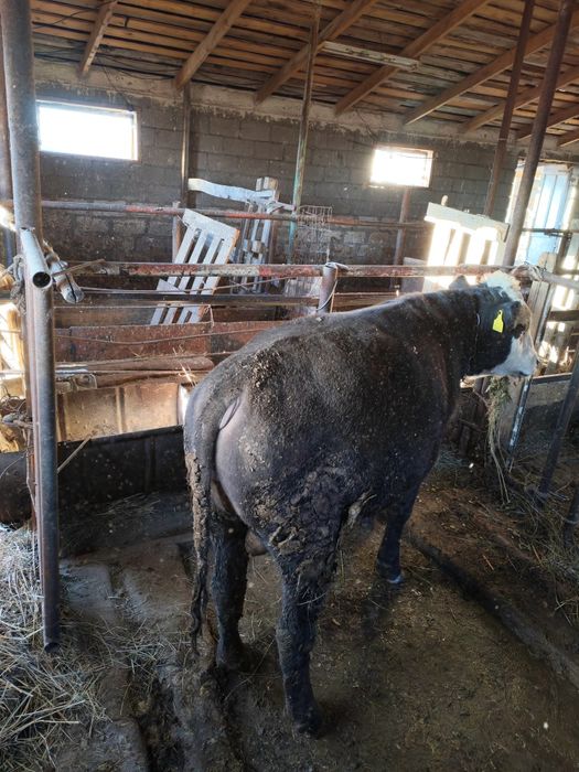 Продам быков 5 штук