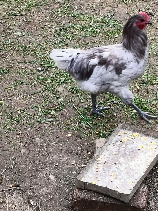 Cocoșii Australorp Negru, Albastru și alb.