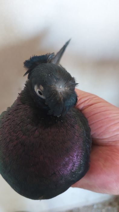 Голуби самка черная двухчубый кептер