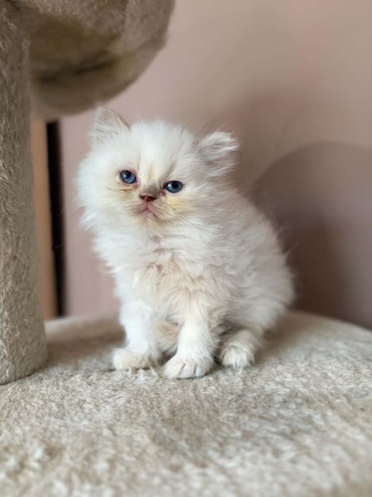 Персийско коте момченце