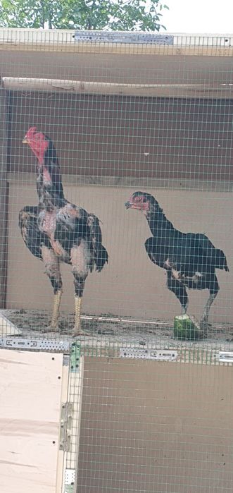 Iyul oyini jujasi 11 oylik boldi maki ikkinchi yil