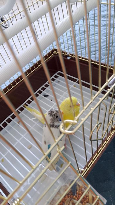 Попугай пара волнистые