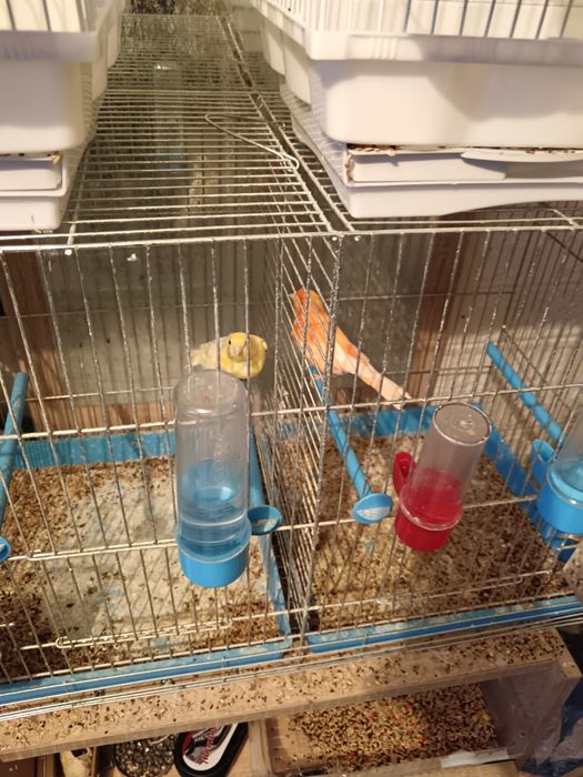 Канарчетата за продан