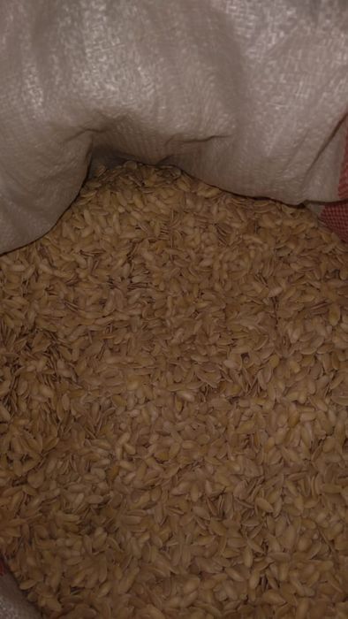 Семена дыни сорт Бакинка