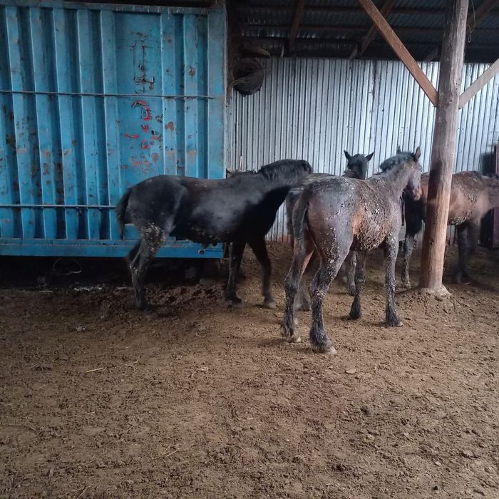 Тез арада сатамын