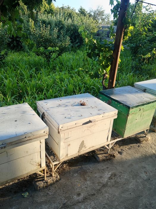 Асалари сотилади