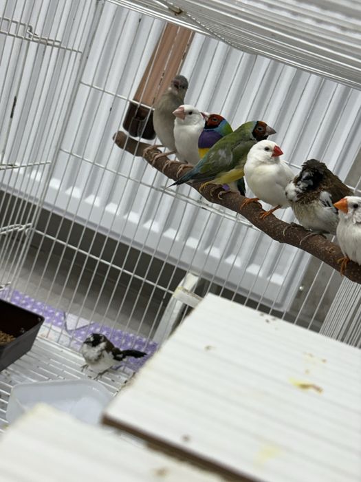 Рисивий, японский и амадин