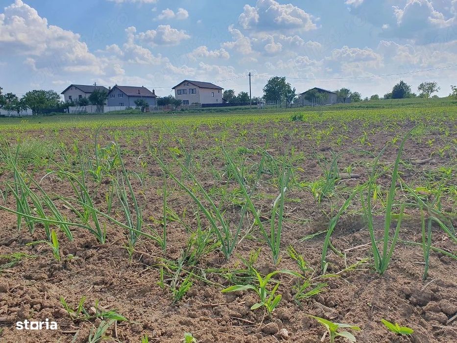 Teren intravilan 1.000 mp | Moara Vlăsiei | Strada Berzei