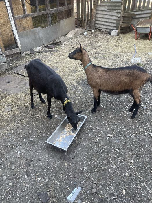 Vand capre alpin francez