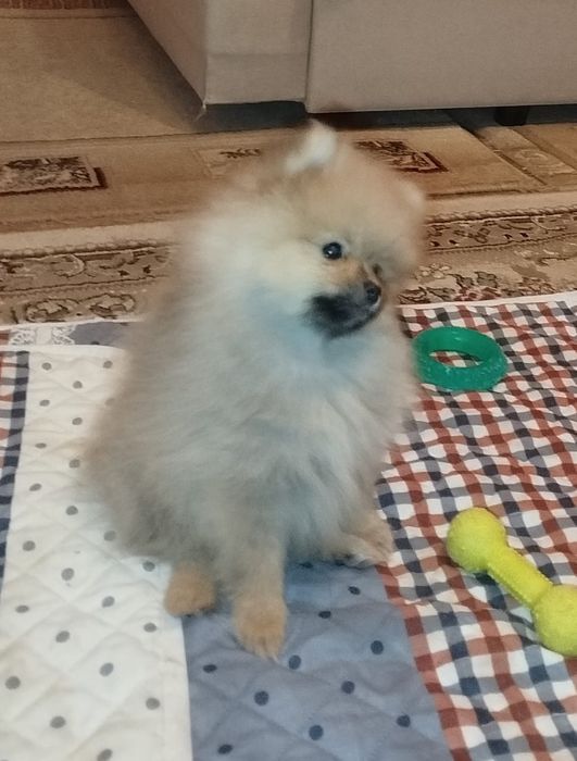 Детки померанского шпица