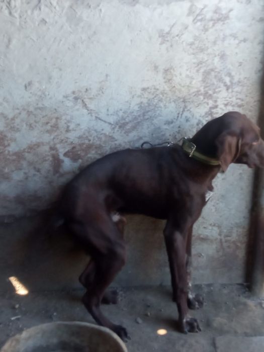 Собака   охотный